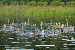 Rettungsschwimmercamp am 8. Juli 2016